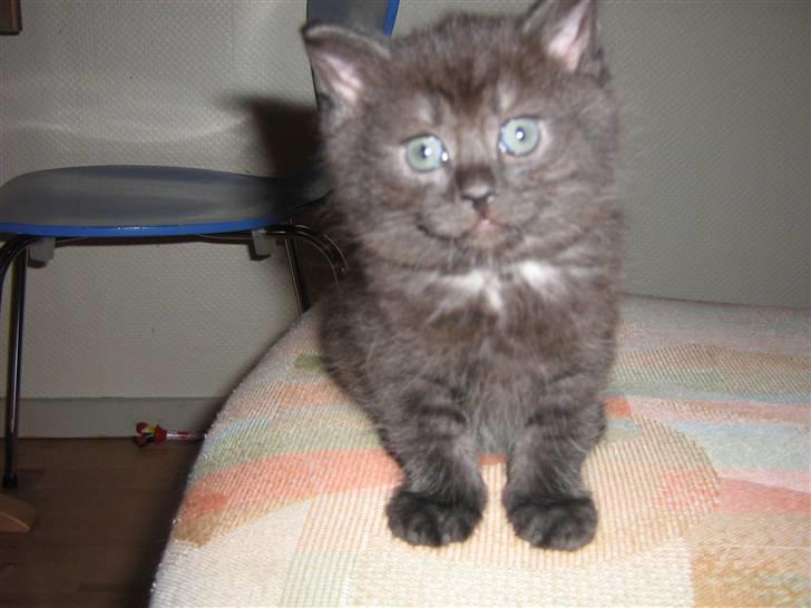 Blanding af racer Felix - ligner jeg ikke bare en bamse? :] billede 3