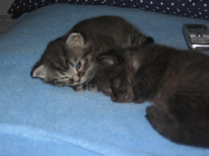 Blanding af racer Felix billede 4