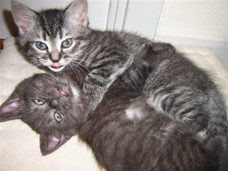 Blanding af racer Felix billede 5