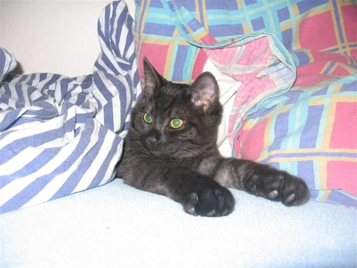 Blanding af racer Felix billede 6