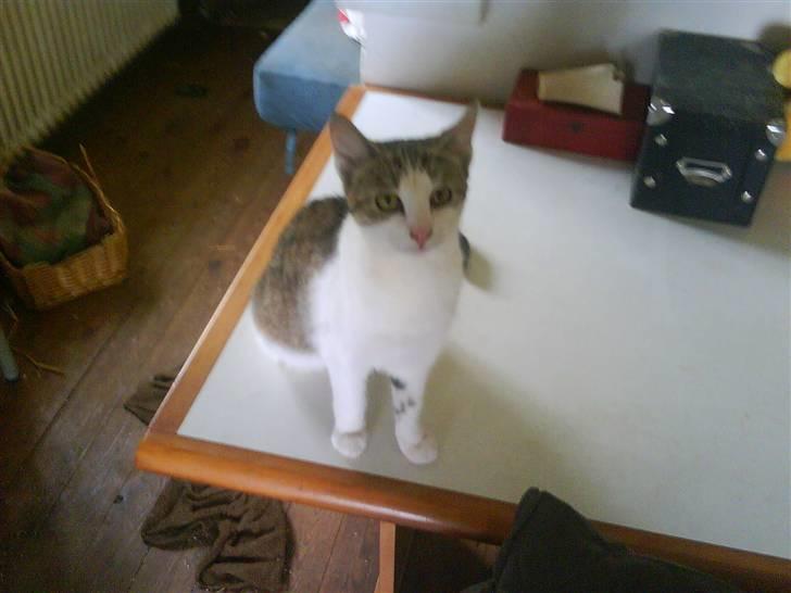 Huskat Kalluah billede 9