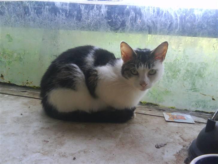 Huskat Kia  *VÆK* billede 7