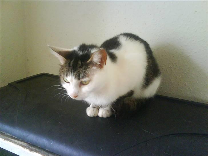 Huskat Kia  *VÆK* billede 8