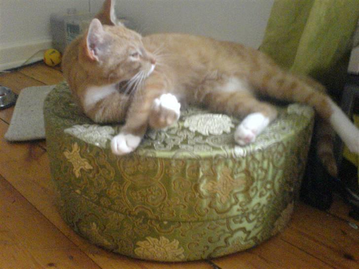 Blanding af racer rex - R.I.P. billede 9