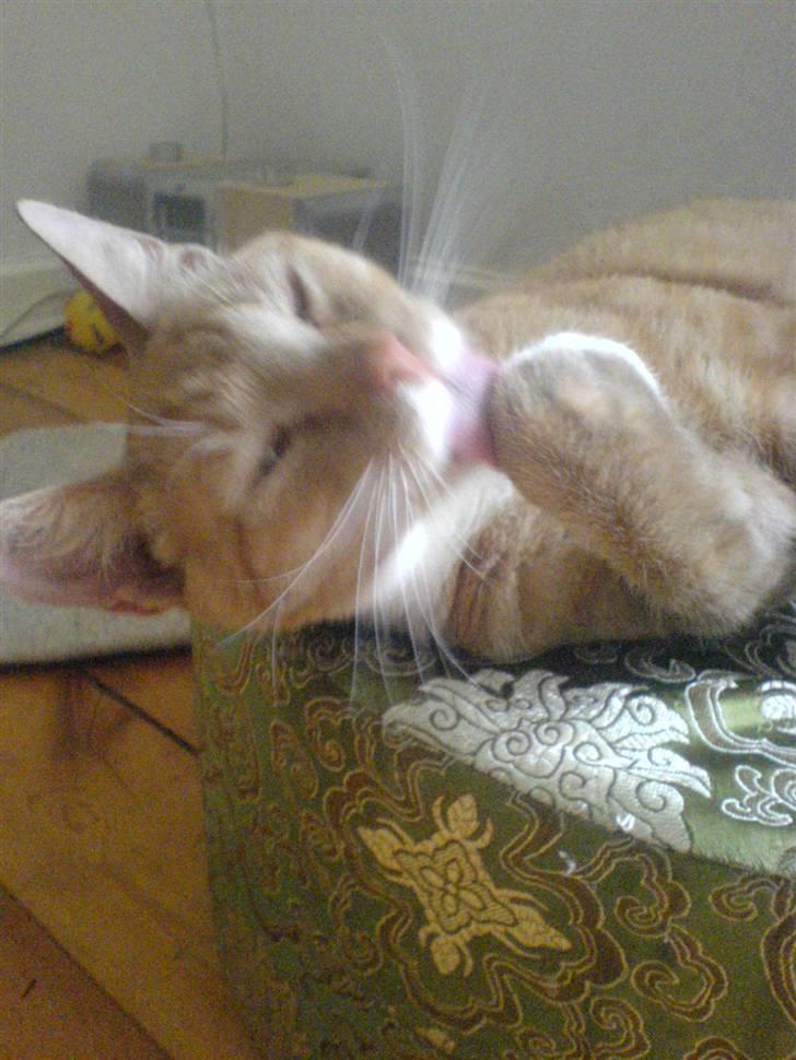 Blanding af racer rex - R.I.P. billede 10