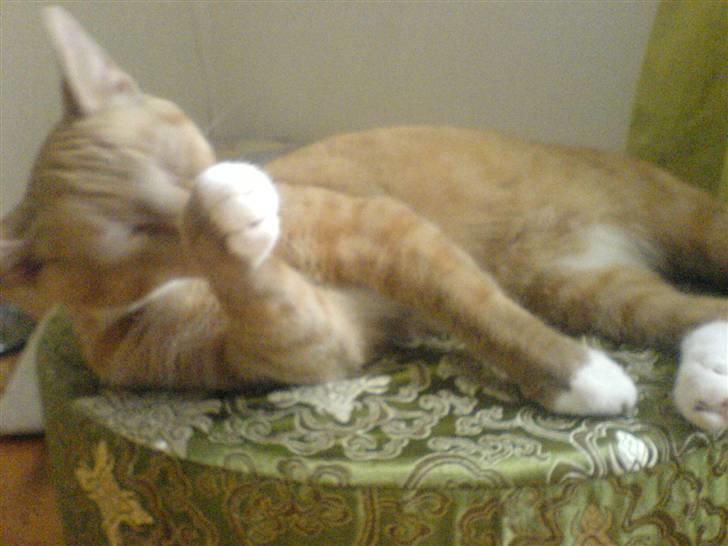 Blanding af racer rex - R.I.P. billede 11