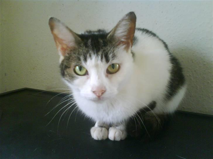 Huskat Kia  *VÆK* billede 9