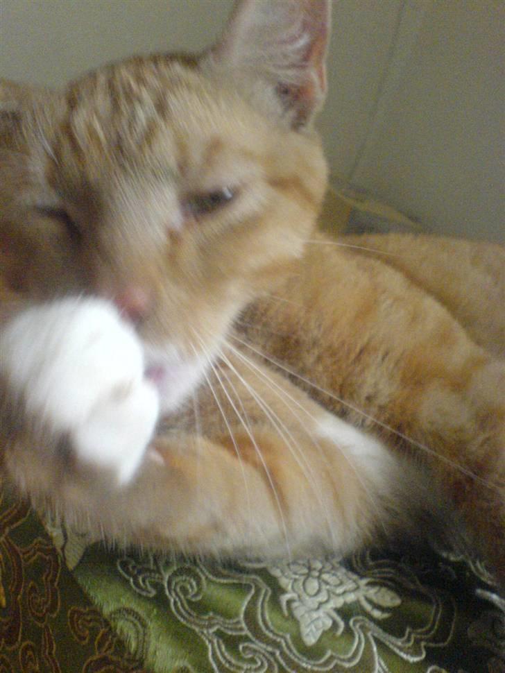 Blanding af racer rex - R.I.P. billede 12