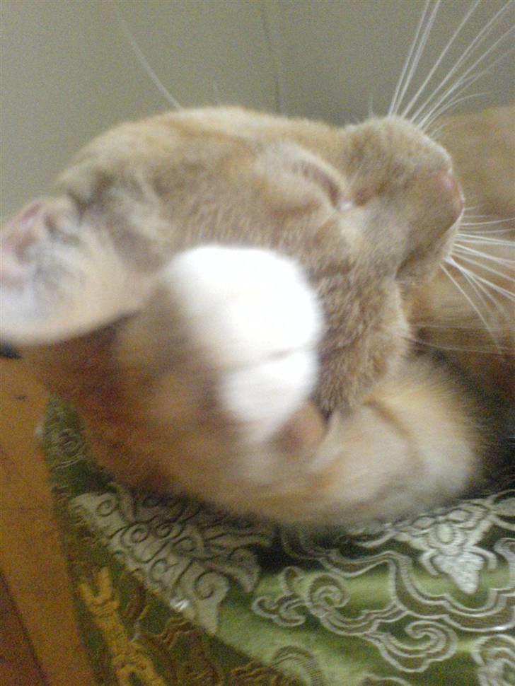 Blanding af racer rex - R.I.P. billede 13