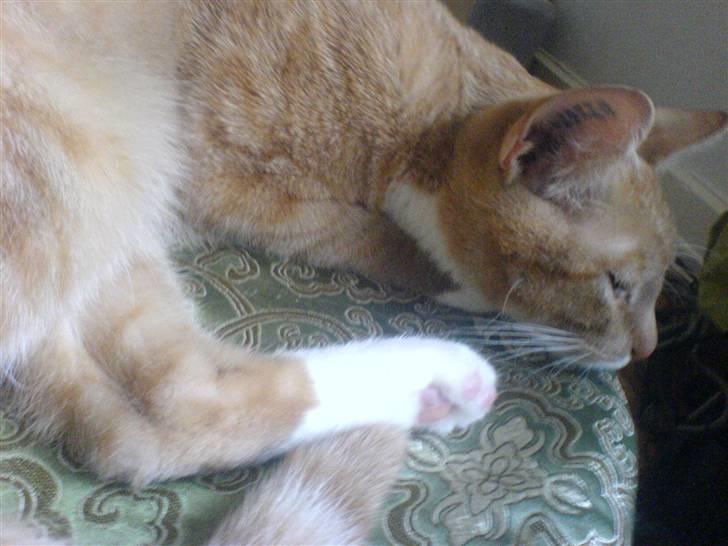 Blanding af racer rex - R.I.P. billede 14