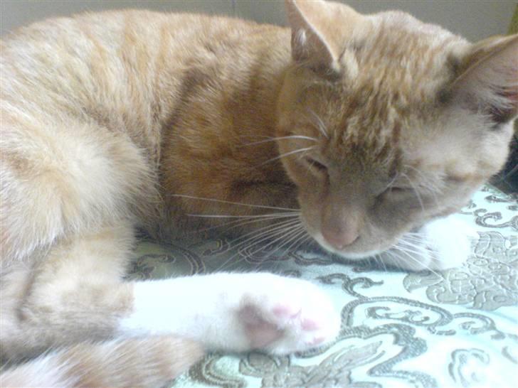 Blanding af racer rex - R.I.P. billede 15