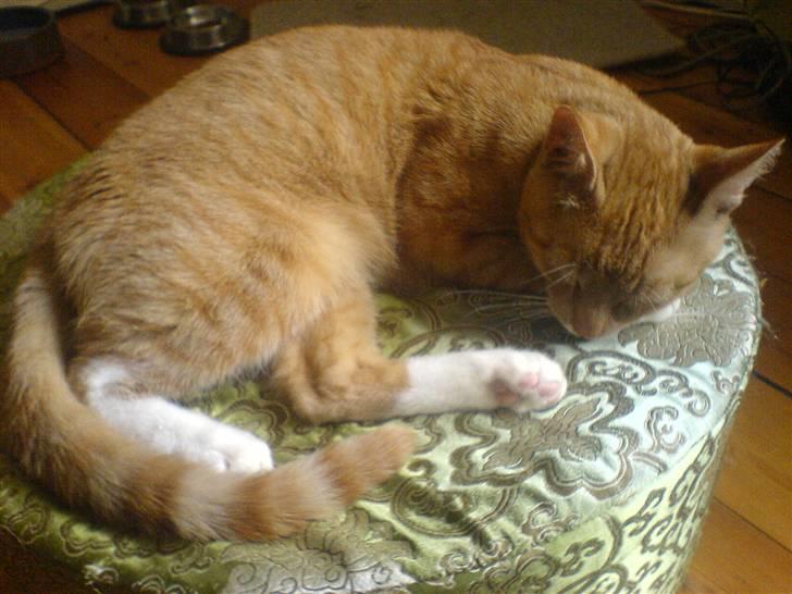 Blanding af racer rex - R.I.P. billede 16