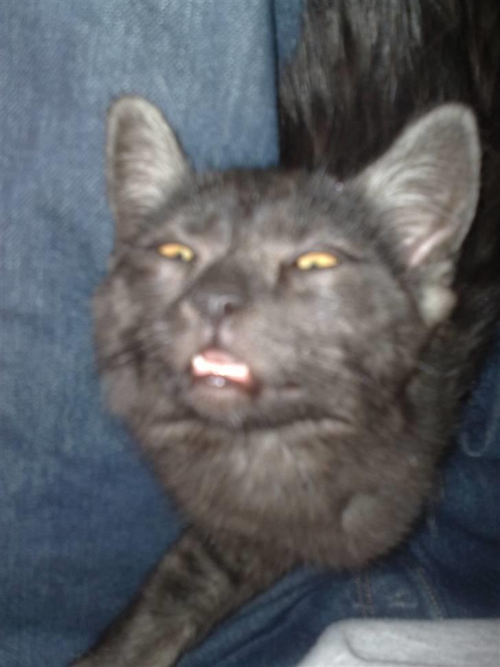 Blanding af racer Misser <3 - Hun ligger og sover også leger vi lidt hendes mund.. hehe hun nyder det ::) billede 13