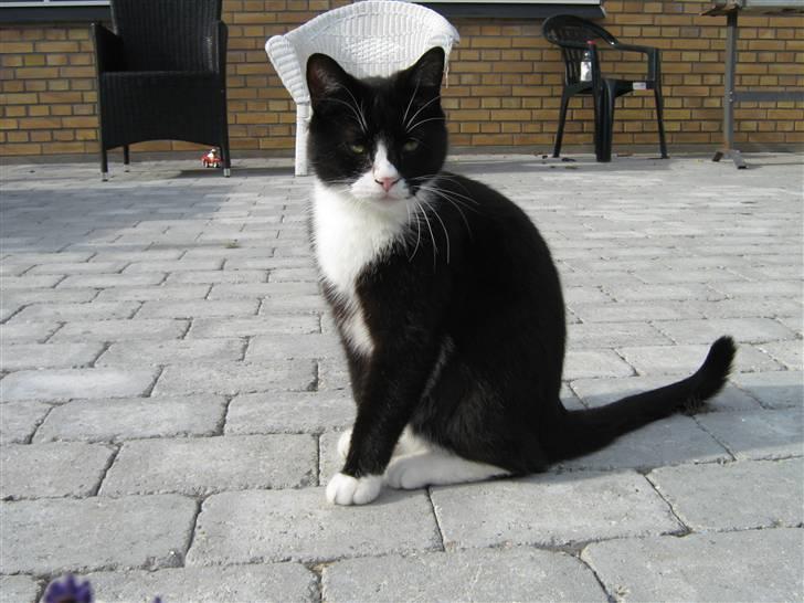 Blanding af racer Thor billede 14