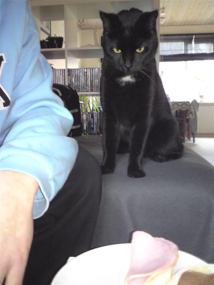 Blanding af racer simba - tigge måsen billede 1