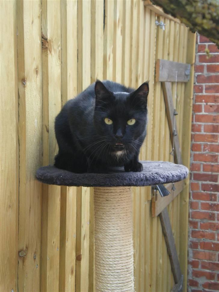 Blanding af racer simba - gnækker billede 2