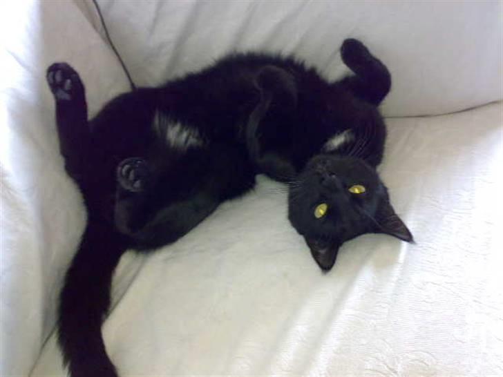 Blanding af racer simba - sådan gør man sig til når man vil have en guf billede 3