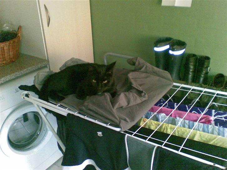 Blanding af racer simba - tøjdyr billede 4