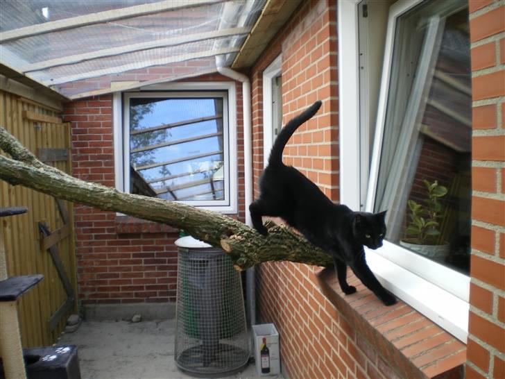 Blanding af racer simba - lurer billede 5