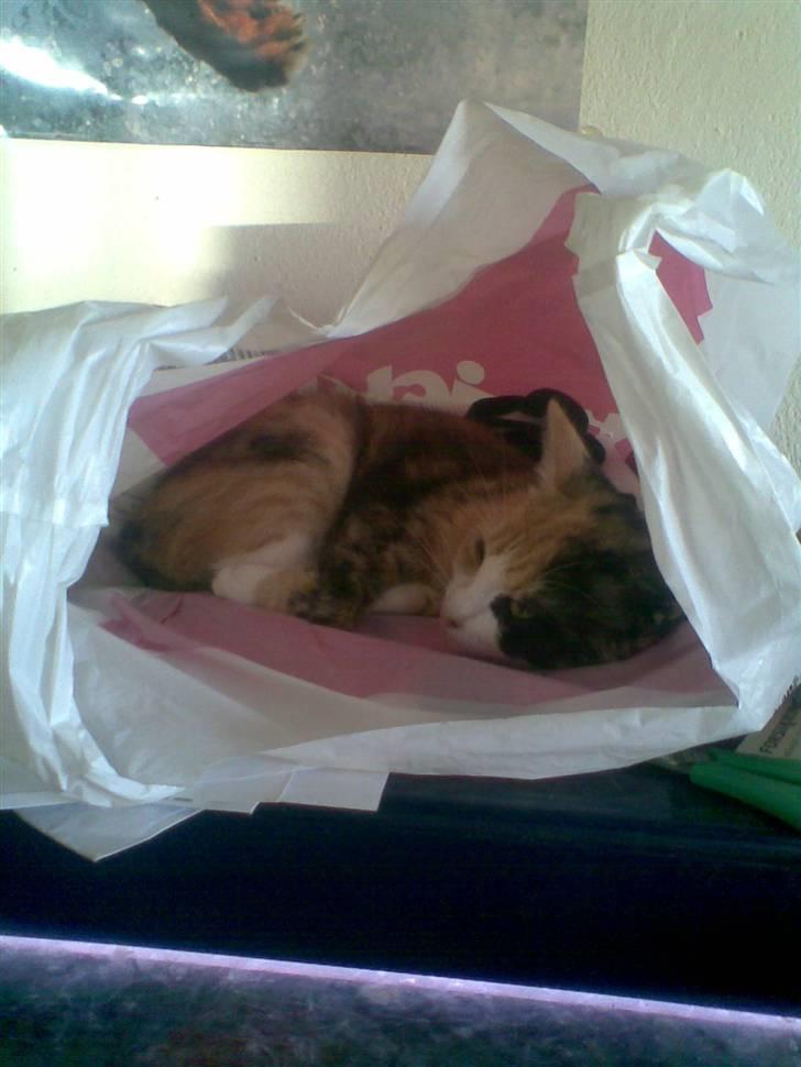 Huskat Cleo billede 10