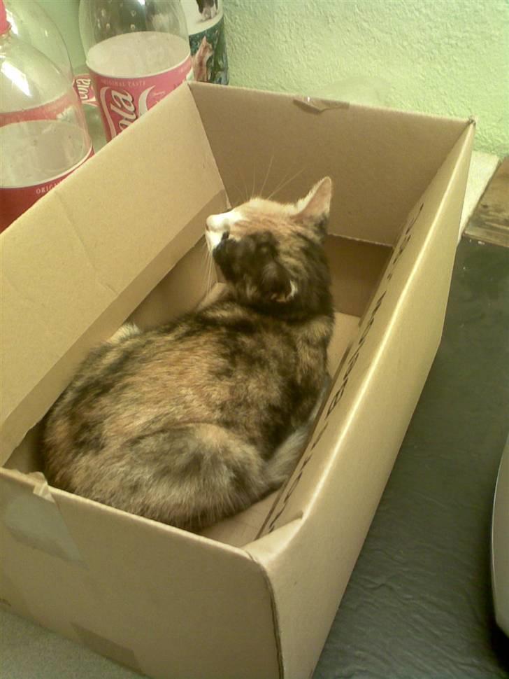 Huskat Cleo billede 11