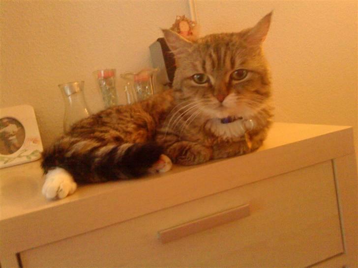 Blanding af racer Charlie billede 1