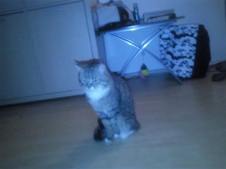 Blanding af racer Charlie billede 3