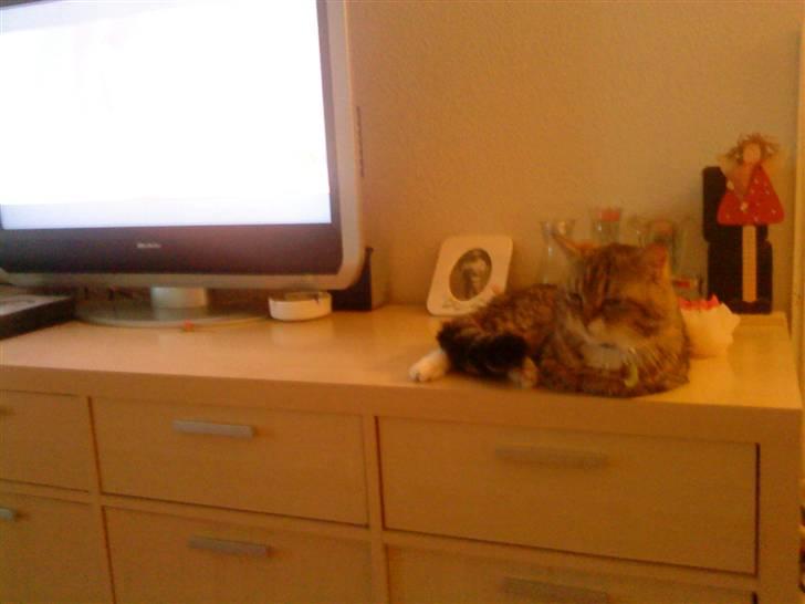 Blanding af racer Charlie billede 4