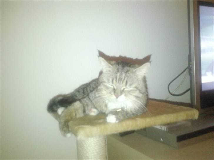 Blanding af racer Charlie billede 5