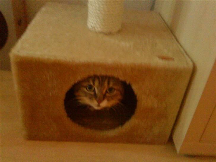 Blanding af racer Charlie billede 6