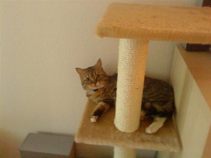 Blanding af racer Charlie billede 7