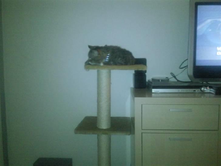 Blanding af racer Charlie billede 8