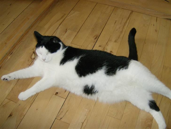 Huskat MissMus billede 7