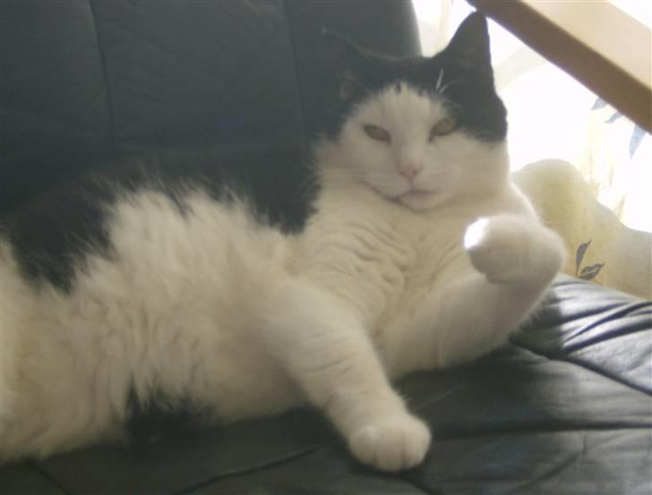 Huskat MissMus billede 8