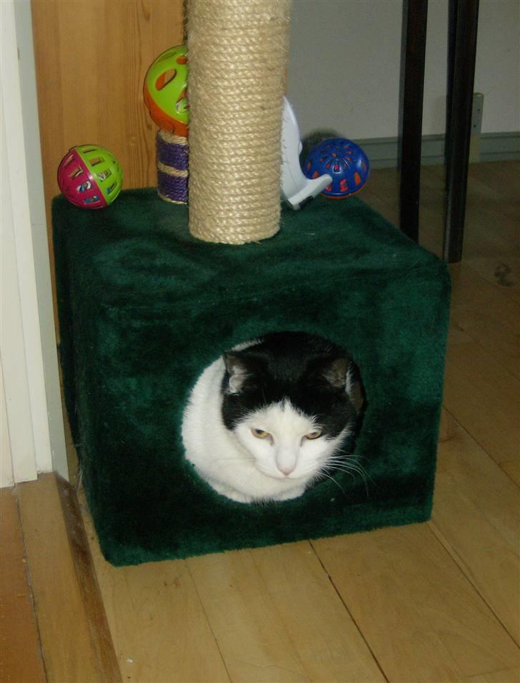 Huskat MissMus billede 9