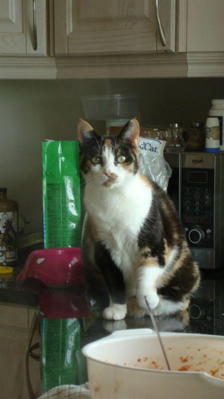 Huskat møfle billede 6