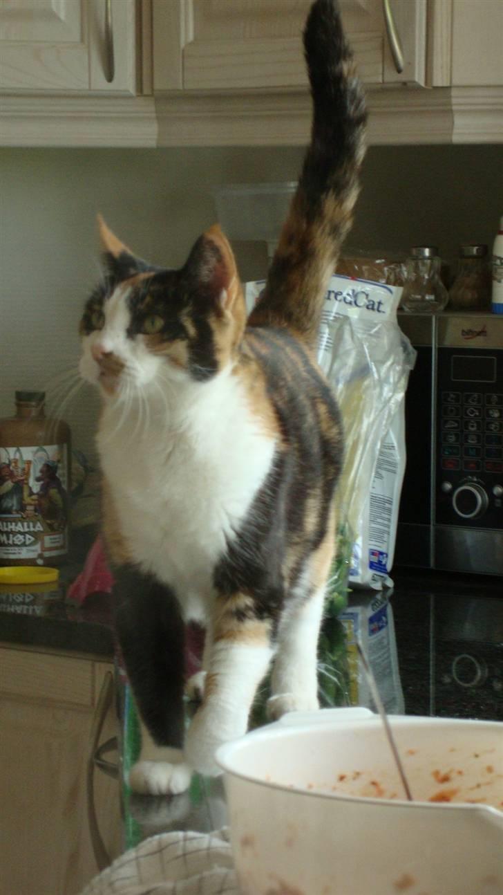 Huskat møfle billede 7