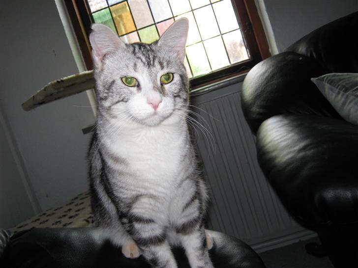 Blanding af racer Turbo #RIP# - go´daw med dig :) hyggeligt du ville komme forbi... billede 1