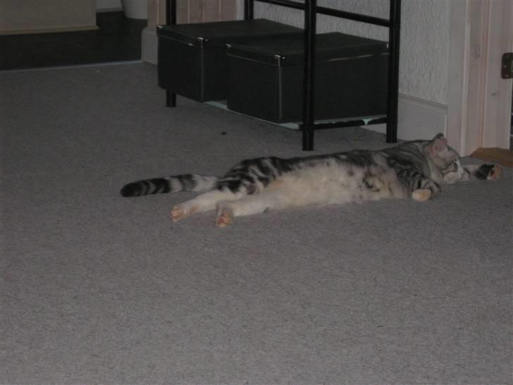 Blanding af racer Turbo #RIP# - ligger lige og slapper af, efter endt leg med min mor... billede 2