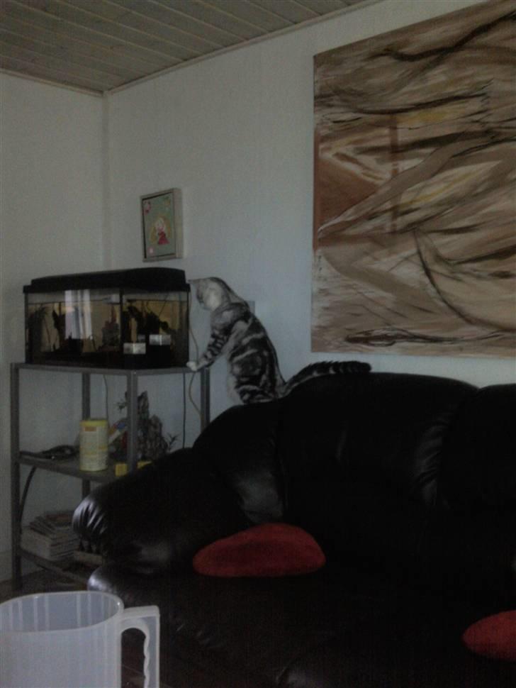 Blanding af racer Turbo #RIP# - her leger jeg med mine fisk (som min mor nu af givet væk, i kan tro jeg er sur på hende!!) billede 3