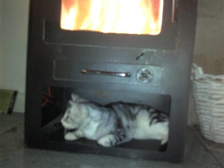 Blanding af racer Turbo #RIP# - uhhh jeg synes godt nok der er koldt over ALT, så ligger mig lige her under brændeovnen... billede 4