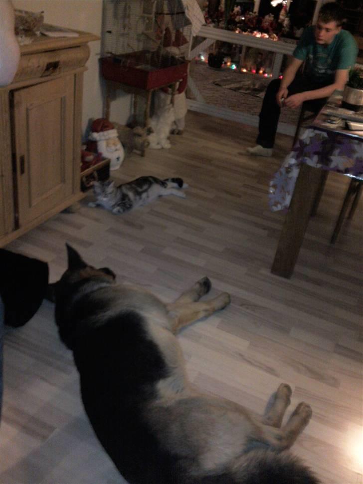 Blanding af racer Turbo #RIP# - ligger lige og slapper af sammen med king (min STORE legekammerat) billede 5