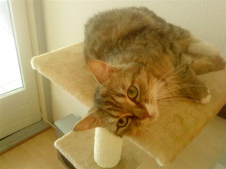 Blanding af racer Charlie billede 9