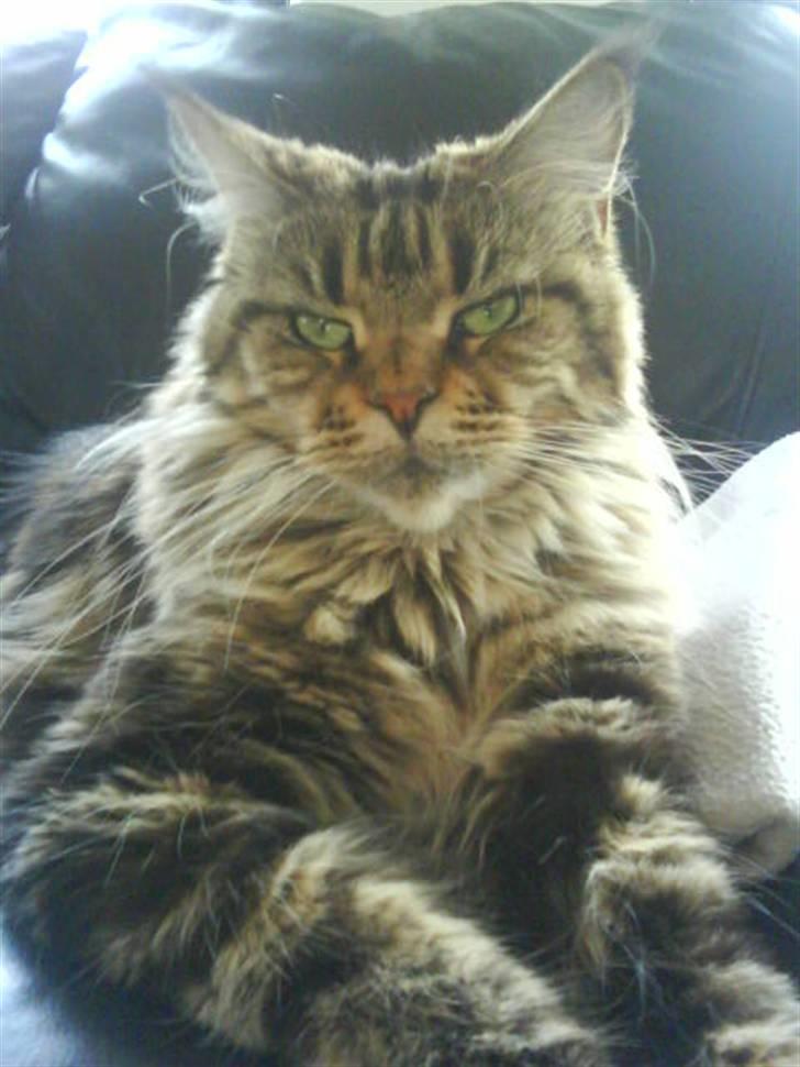 Maine Coon Boromir too sexy billede 9