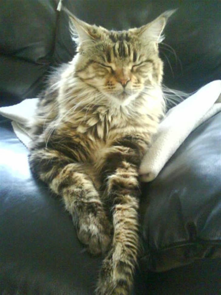 Maine Coon Boromir too sexy billede 10