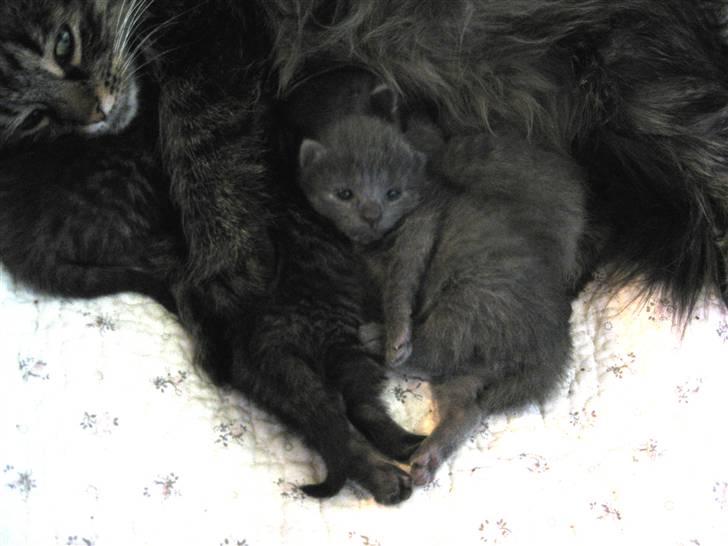 Blanding af racer Mogens Poulsen *død* - mogens der ligger godt og trygt mellem sin mor og sine søskende billede 1