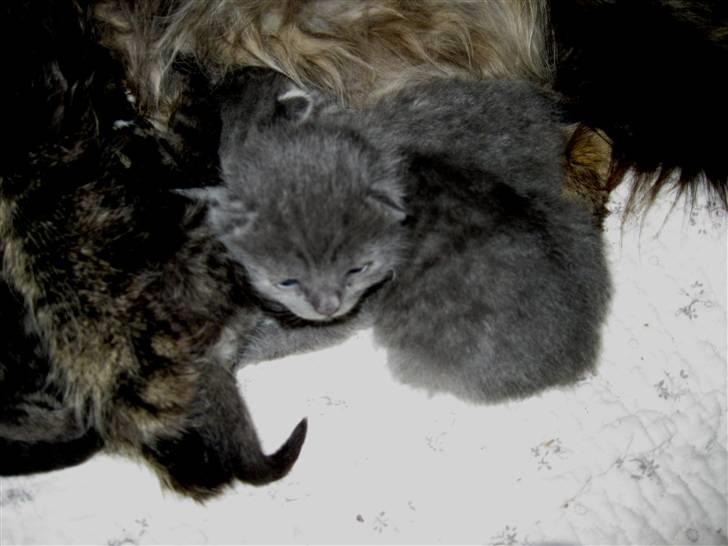 Blanding af racer Mogens Poulsen *død* - lille sovende mogens billede 2