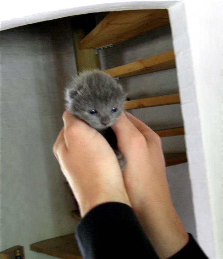 Blanding af racer Mogens Poulsen *død* - mogens i hænderne på min kæreste og hans kommende nye far billede 3