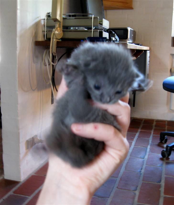 Blanding af racer Mogens Poulsen *død* - vores lille sprallende mogens  billede 4