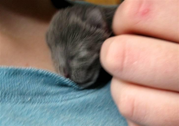 Blanding af racer Mogens Poulsen *død* - nogle af de første fotos der blev taget af mogens hvor han endnu ikkehavde fået åbnet øjne billede 5